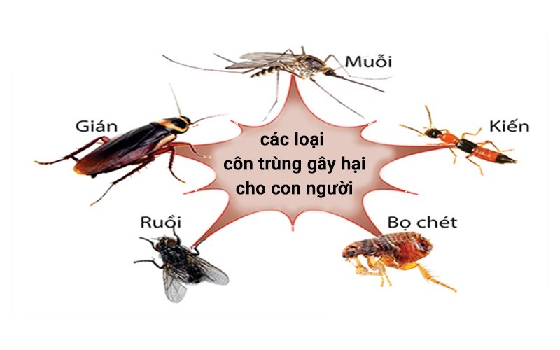 Những loại côn trùng gây hại cho người