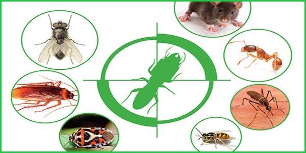 Một số sản phẩm diệt côn trùng an toàn và hiệu quả