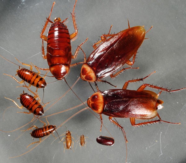 Gián và tác hại của loài gián