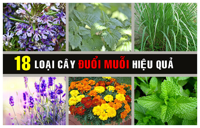 18 loại cây trồng và cây cảnh trong nhà xua MUỖI và CÔN TRÙNG hiệu quả nhất 