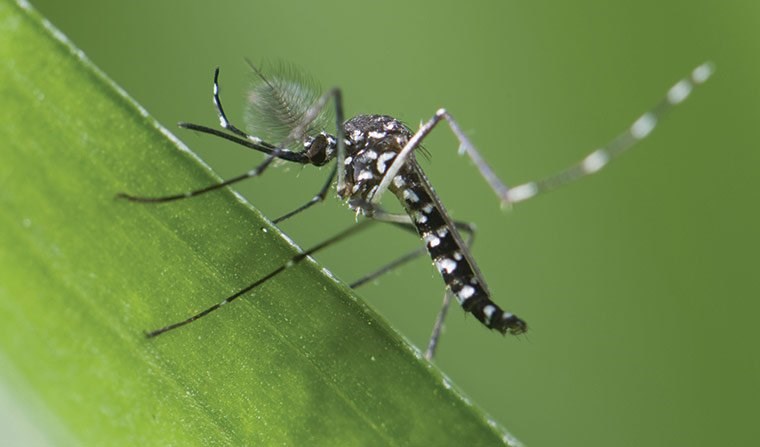 Cách nhận biết : Muỗi vằn sốt xuất huyết (Aedes)