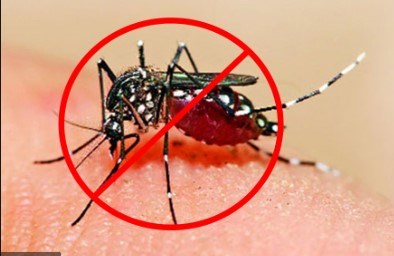 Sơ cứu ngay khi bị muỗi đốt (chích)