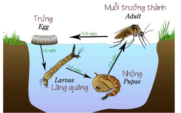 Cách diệt ấu trùng muỗi và lăng quăng hiệu quả nhất