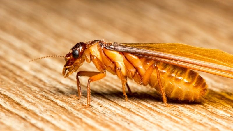 MỐI VÀ PHƯƠNG PHÁP PHÒNG TRỪ MỐI