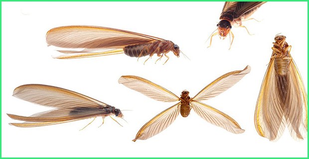 [CẢNH BÁO] Hãy thuê công ty diệt mối thay vì tự làm!