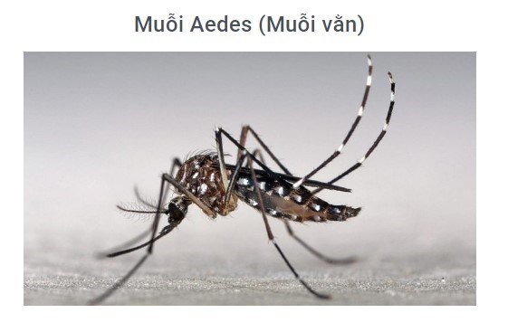 Kiến thức về Con muỗi: Cẩm nang đầy đủ nhất!