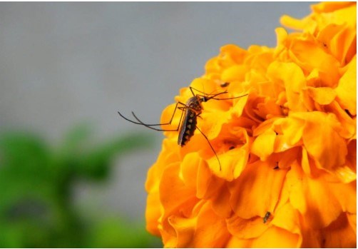 Một số Sự thật thú vị về Muỗi có thế bạn chưa biết