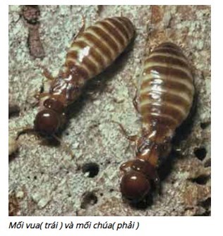 Mối Trông Như Thế Nào ? Cách Phân Biệt Các Loại Mối