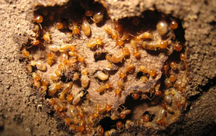 Tổ Mối được hình thành như thế nào ?