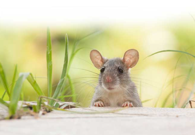 Những điều thú vị về thế giới loài Chuột