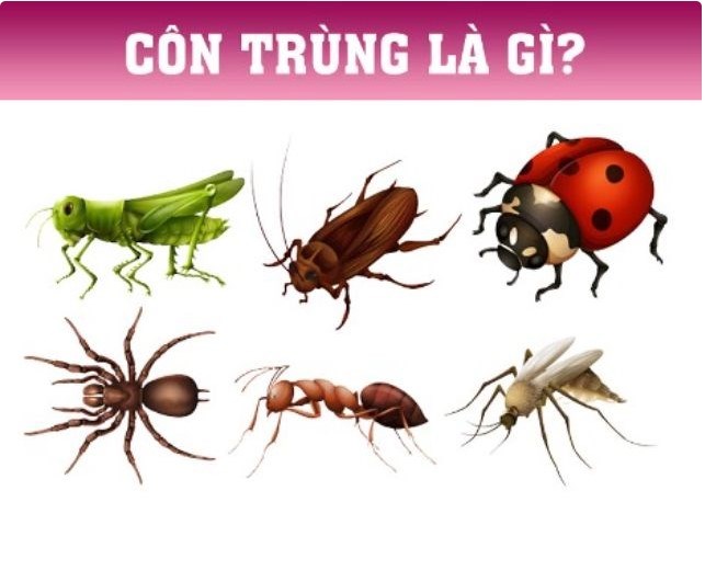 Khái niệm : Côn trùng là gì?