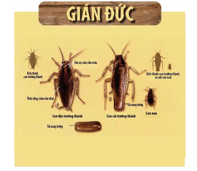 Tìm hiểu rõ về gián Đức - các biện pháp phòng tránh gián Đức