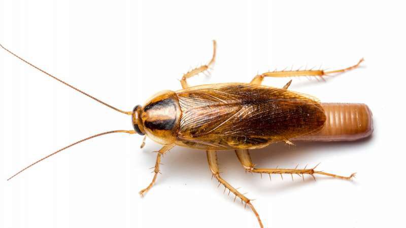 Gián Đức khác gì gián thường mà nguy hại đến vậy?