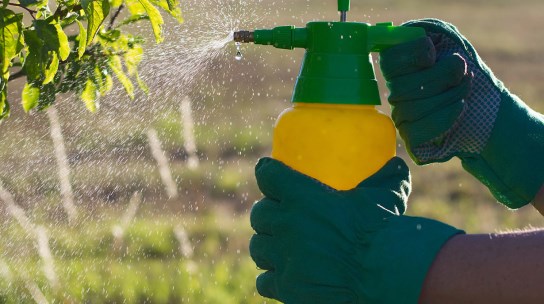 Dịch vụ kiểm soát chuột